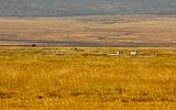 TANZANIA - Ngorongoro Crater - 72